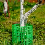 Пластиковая защита стволов деревьев: сохранение природы и красоты